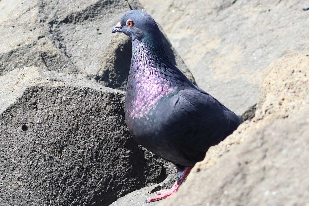 Rock Pigeon (Feral Pigeon) - ML616256728