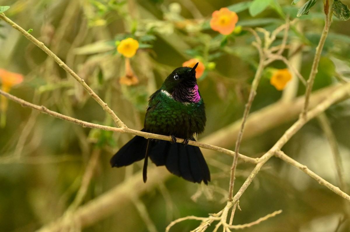eBird Checklist - 9 Mar 2024 - The Birdwatcher's House - Santa Rosa ...
