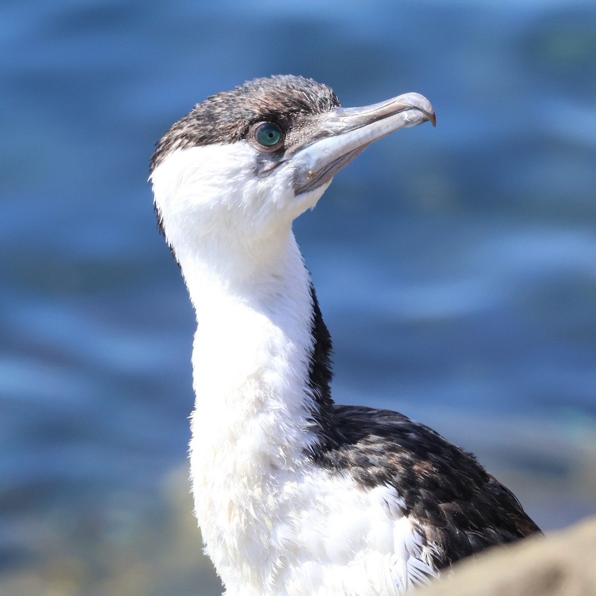 Black-faced Cormorant - ML616256746