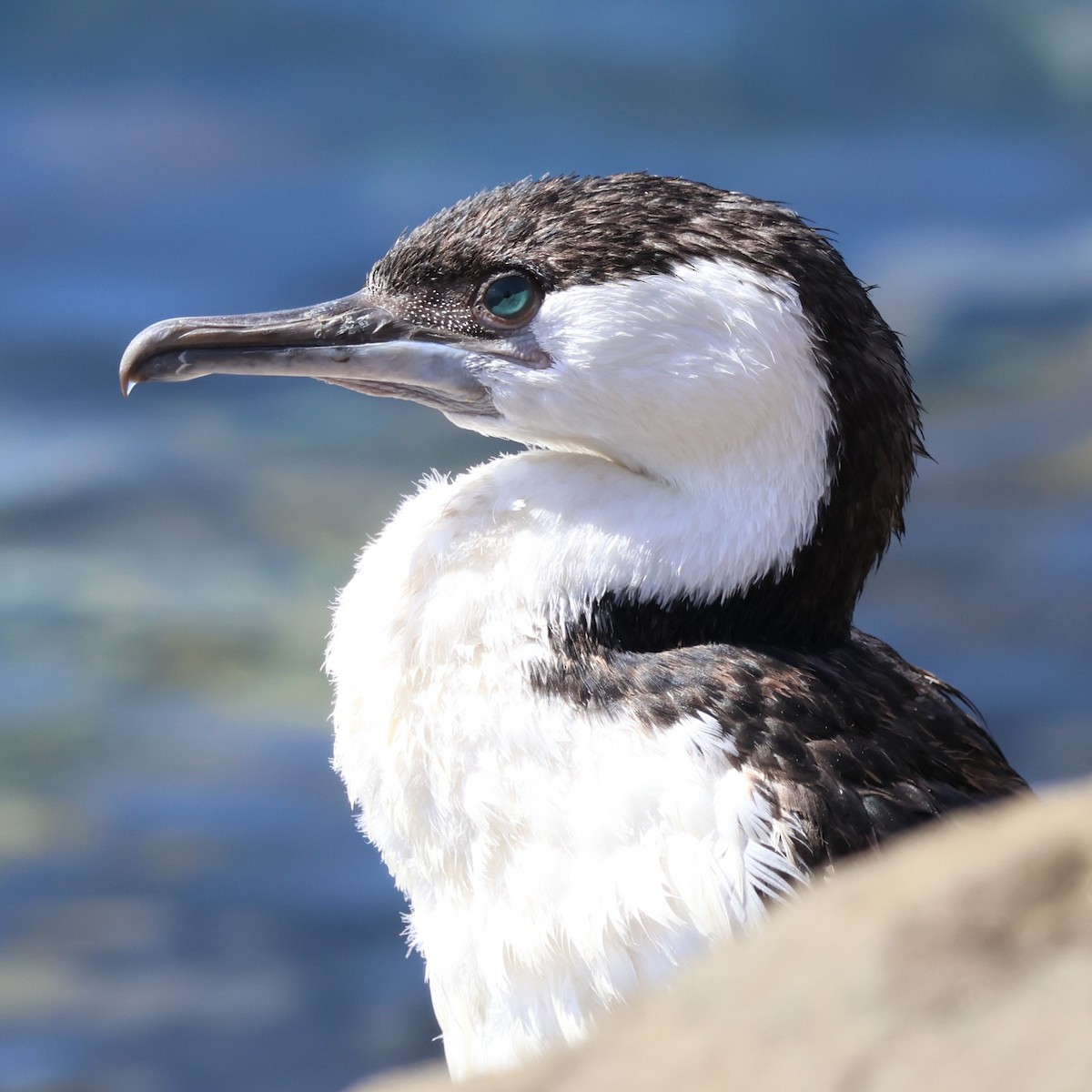 Black-faced Cormorant - ML616256747