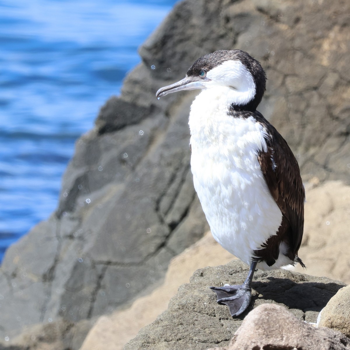Black-faced Cormorant - ML616256748