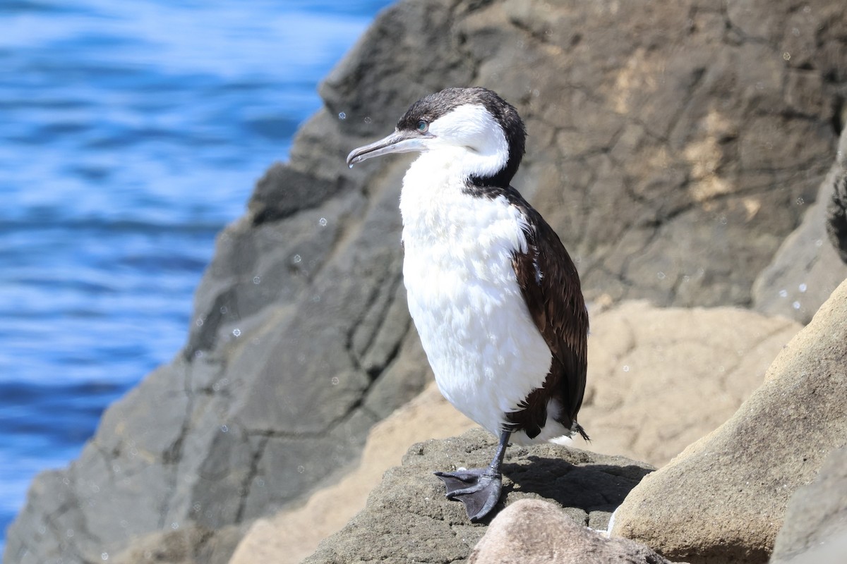 Black-faced Cormorant - ML616256749