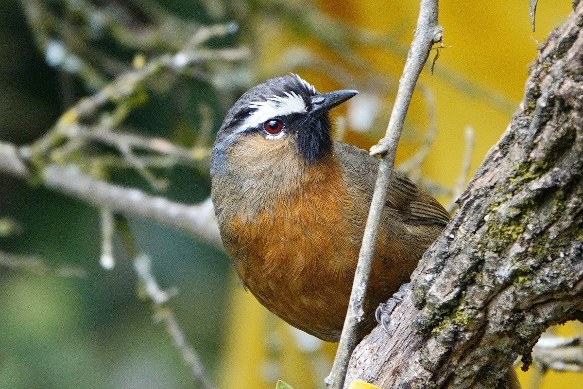 Nilgiri Laughingthrush - Paul Holmes