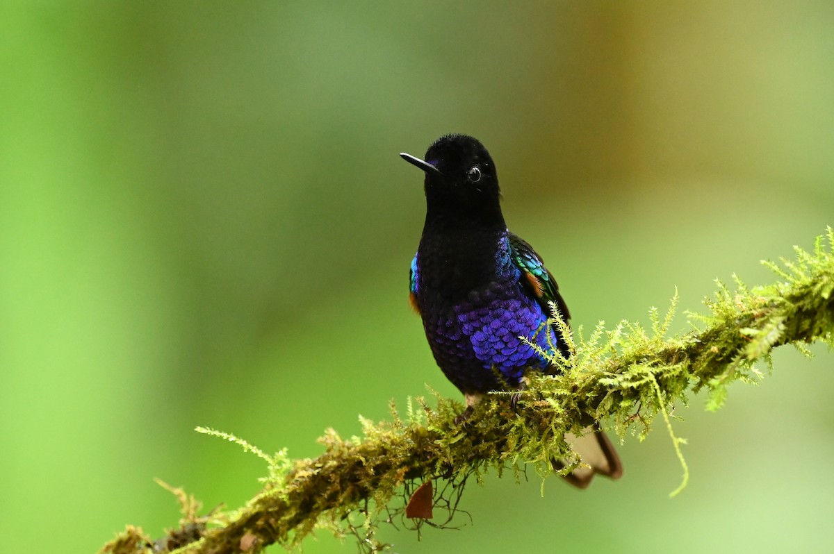 kolibřík hyacintový - ML616256770