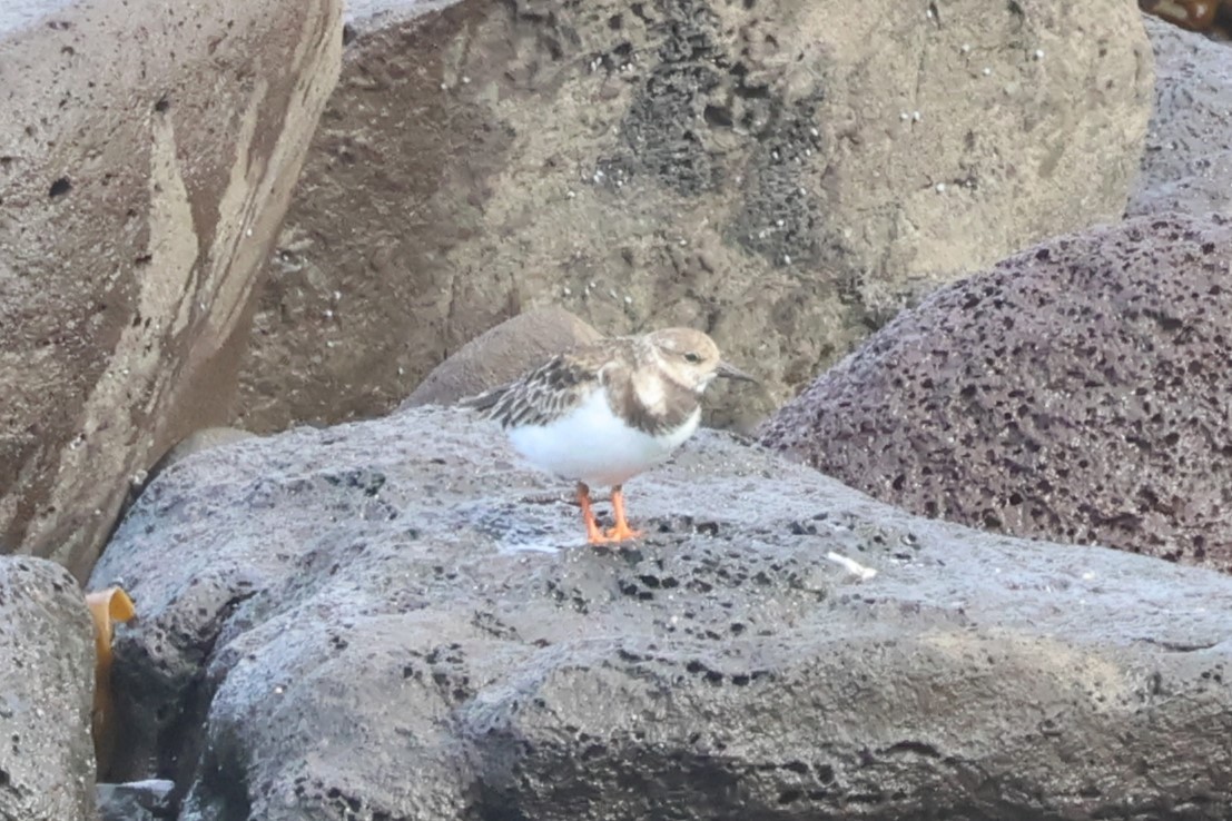 Ruddy Turnstone - ML616256777