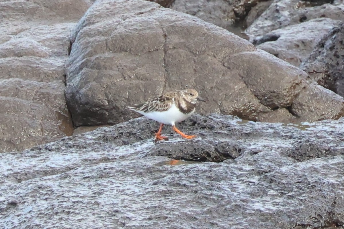 Ruddy Turnstone - ML616256778
