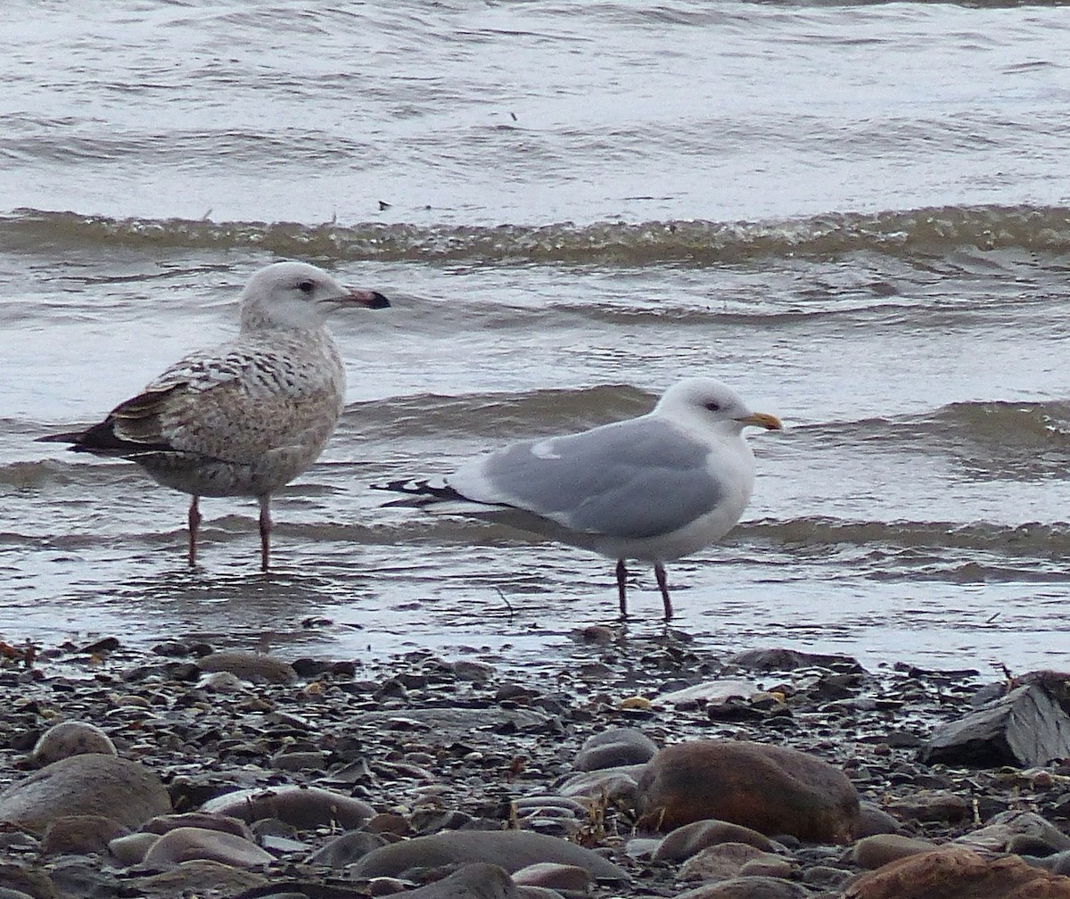 Gaviota Groenlandesa (thayeri/kumlieni) - ML616256786