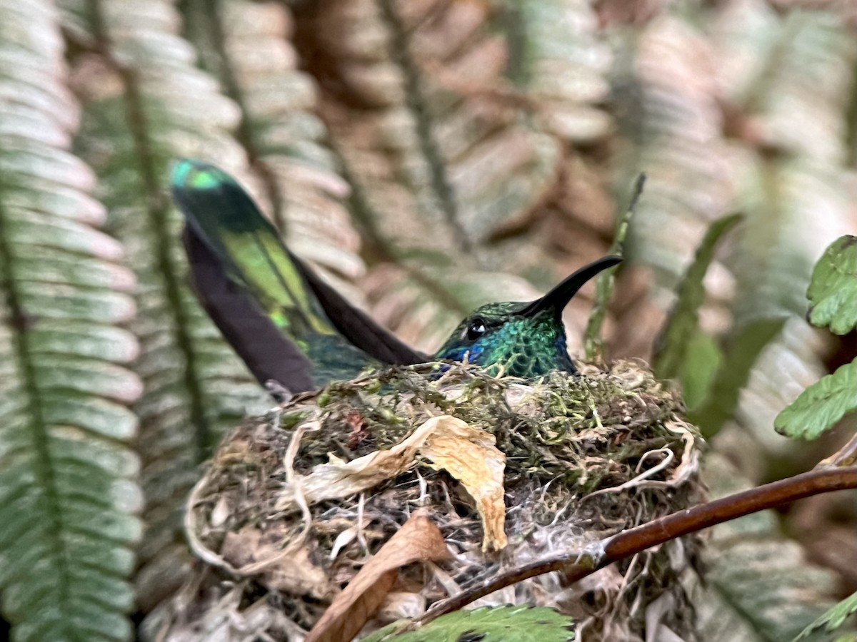 Lesser Violetear - Stephen Tyson