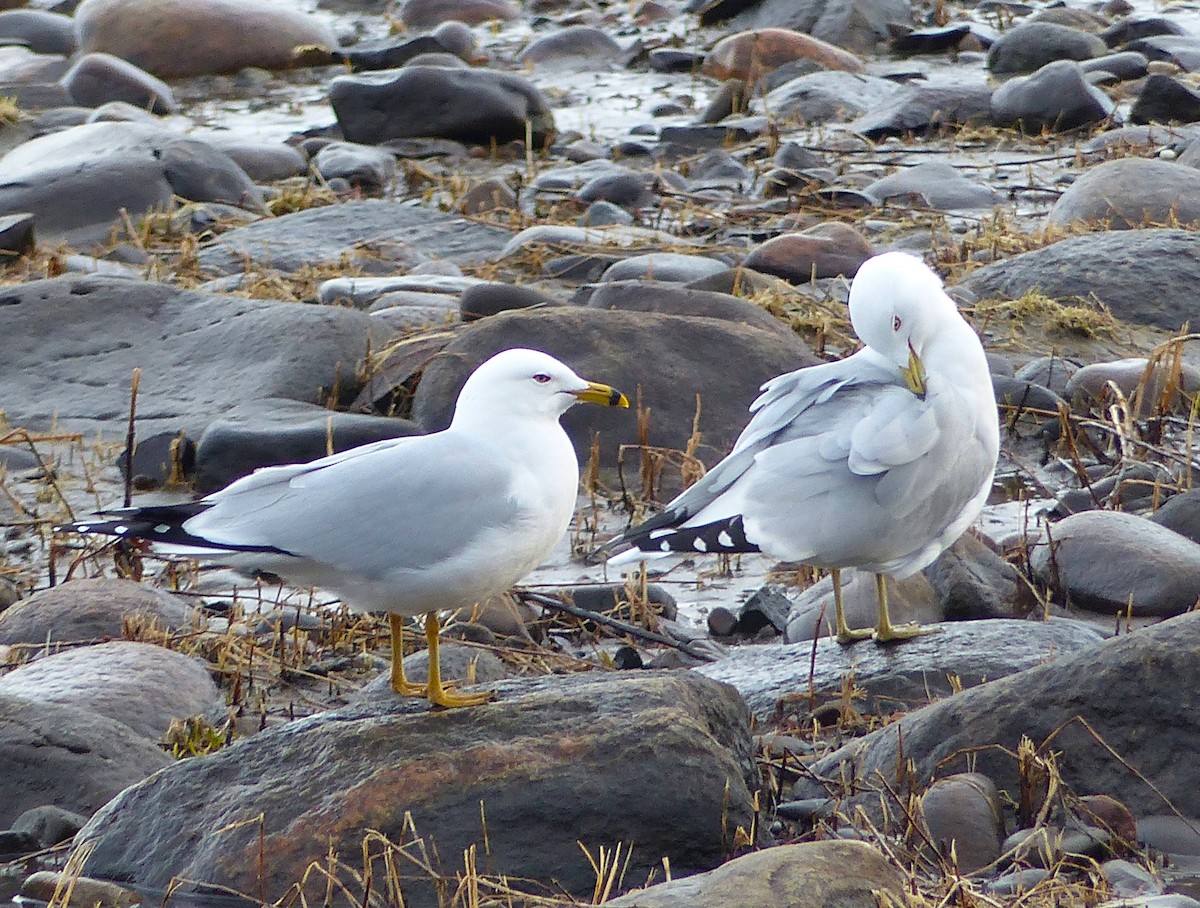 Ring-billed Gull - Marie Giroux