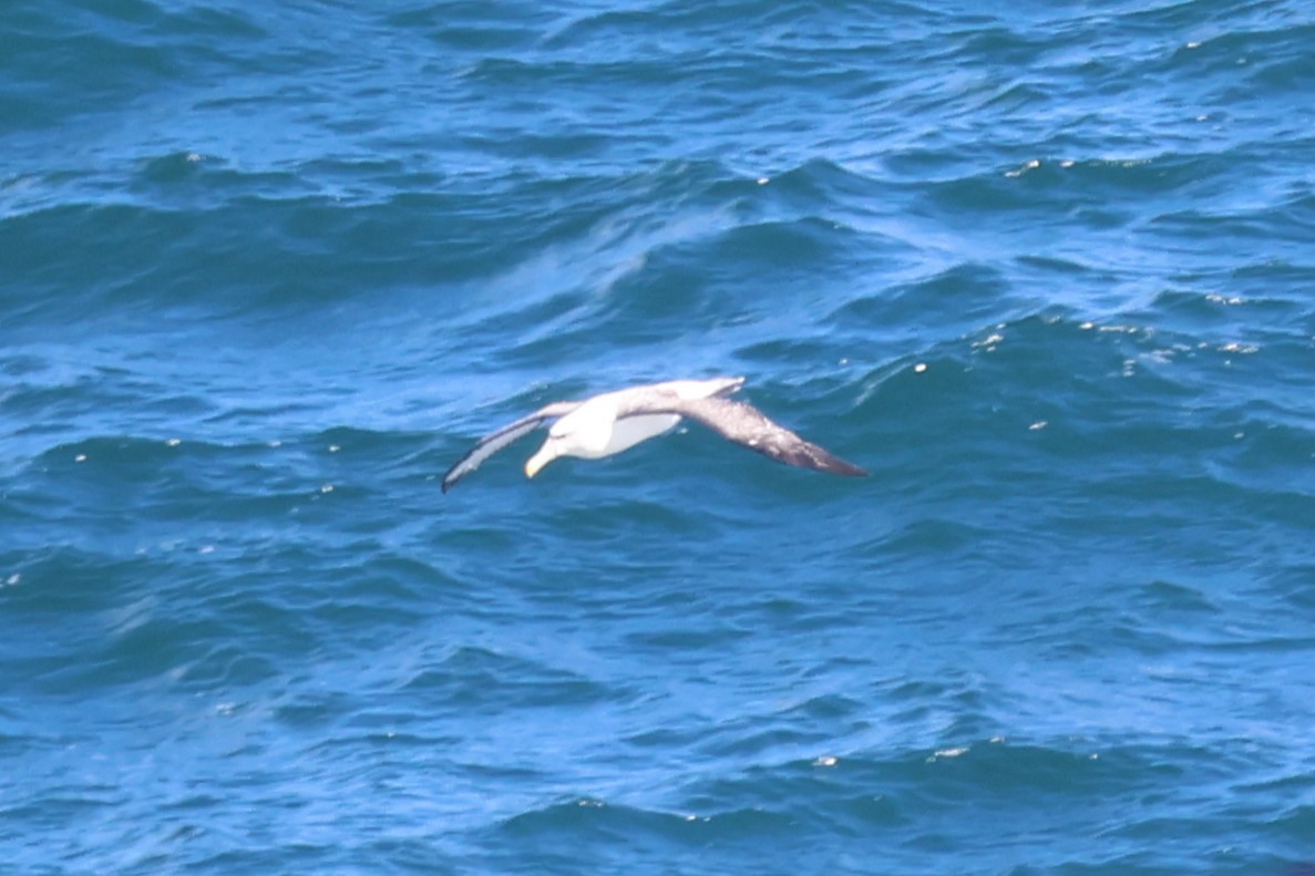 Белошапочный альбатрос (cauta) - ML616256823