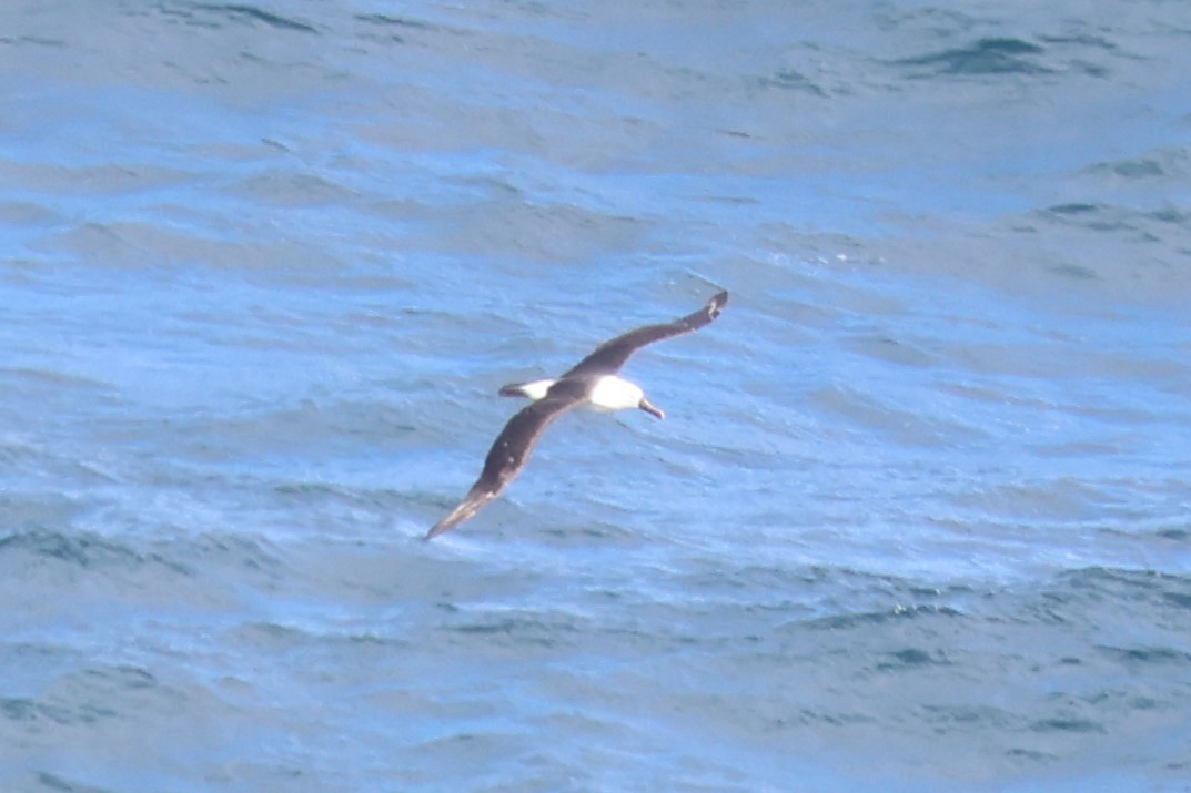 Indian Yellow-nosed Albatross - ML616256836