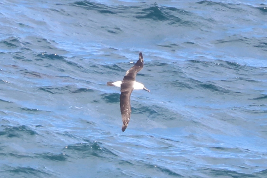 Indian Yellow-nosed Albatross - ML616256837