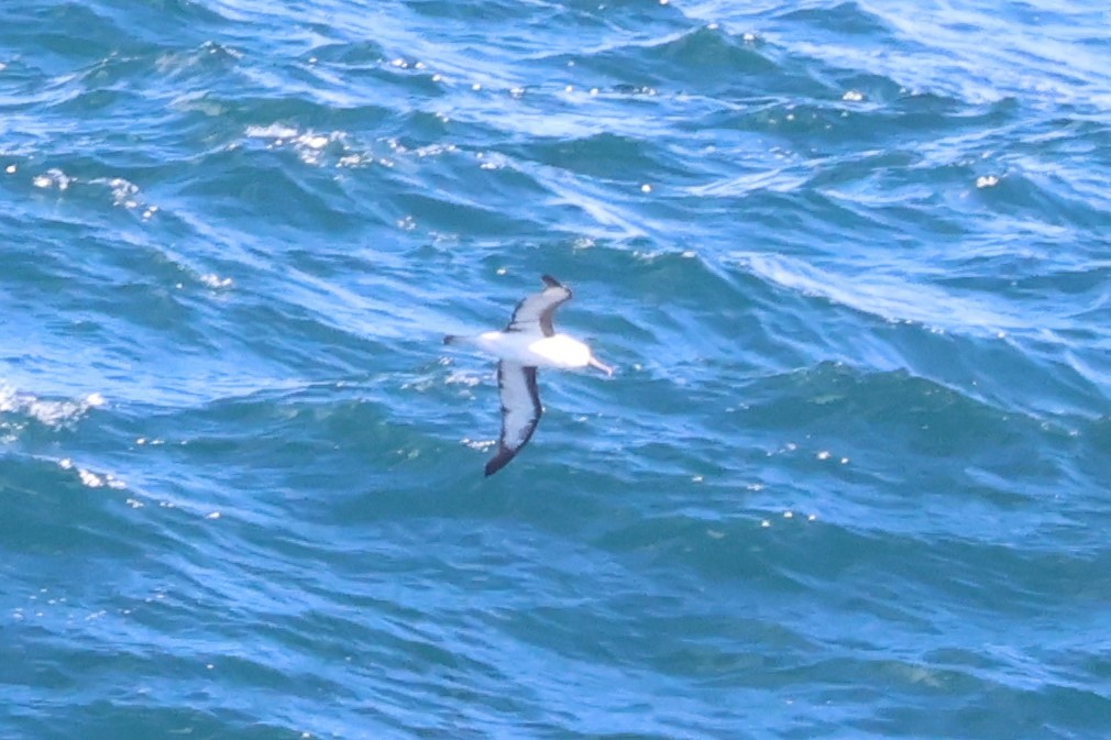 Indian Yellow-nosed Albatross - ML616256838