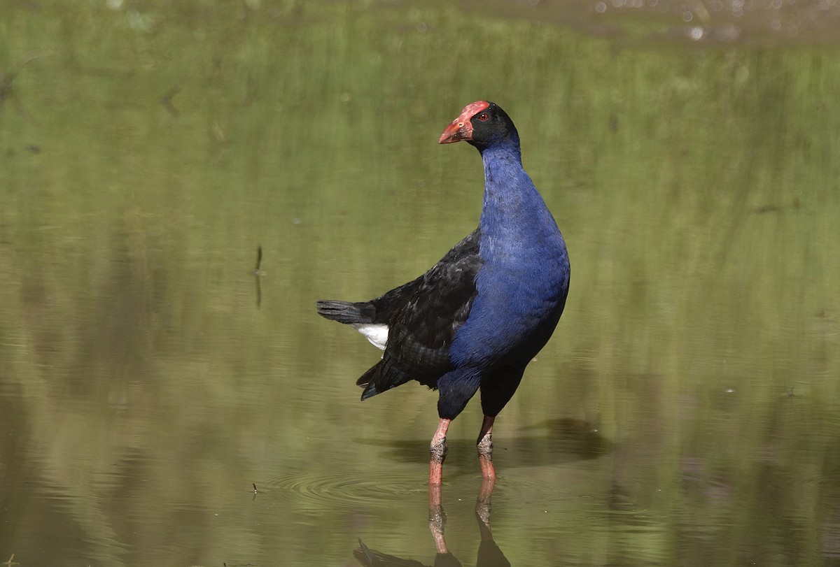 Australasian Swamphen - ML616256876