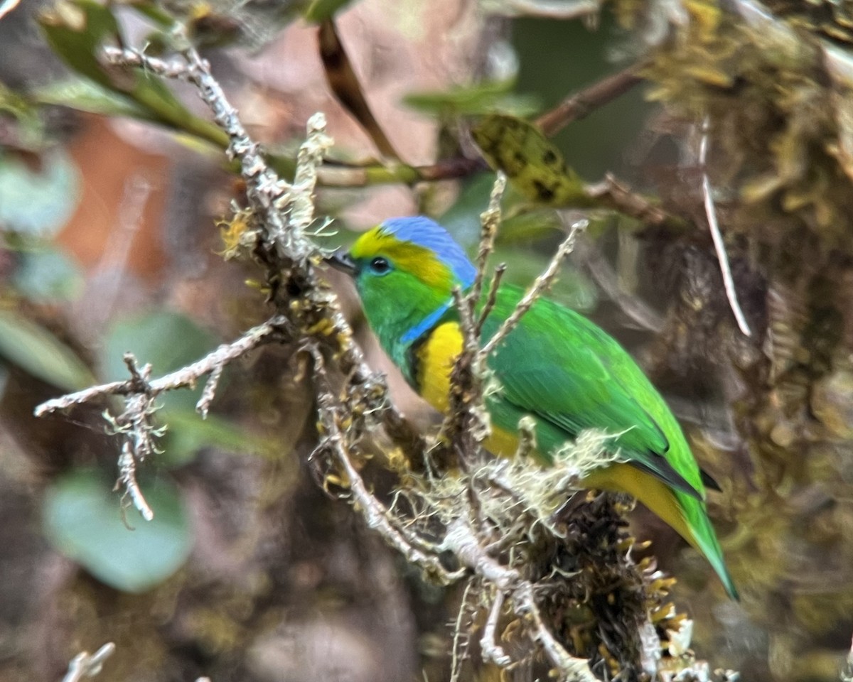 Golden-browed Chlorophonia - Stephen Tyson