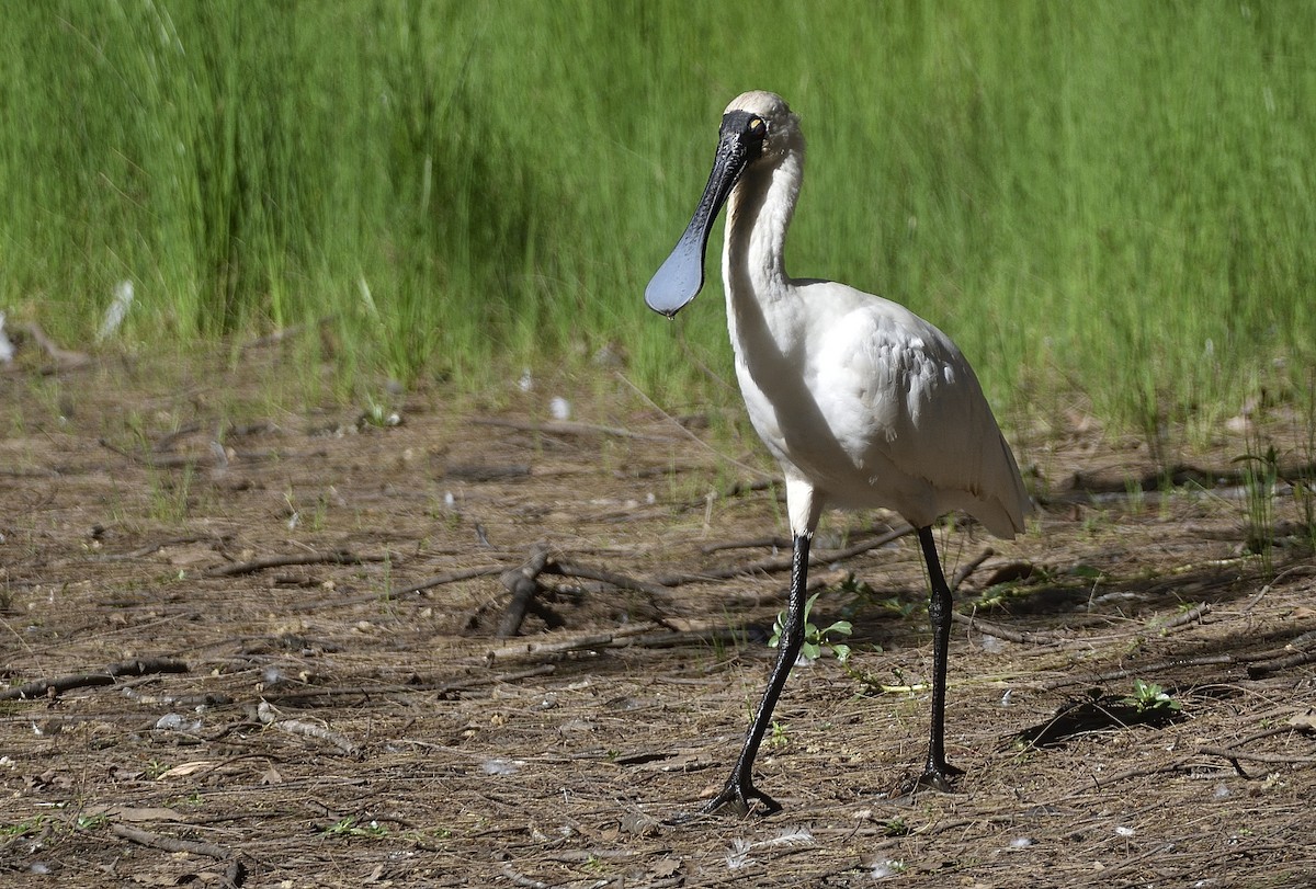 Royal Spoonbill - ML616256884