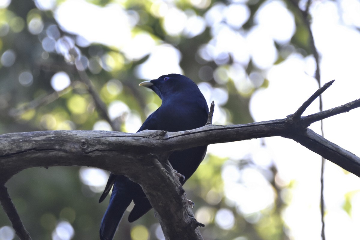 Satin Bowerbird - ML616256895