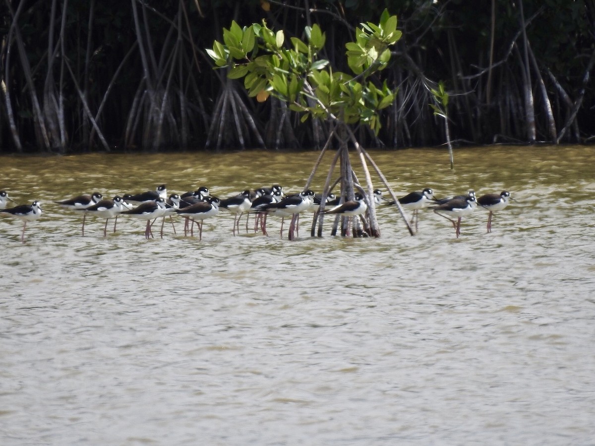 Black-necked Stilt - ML616256913