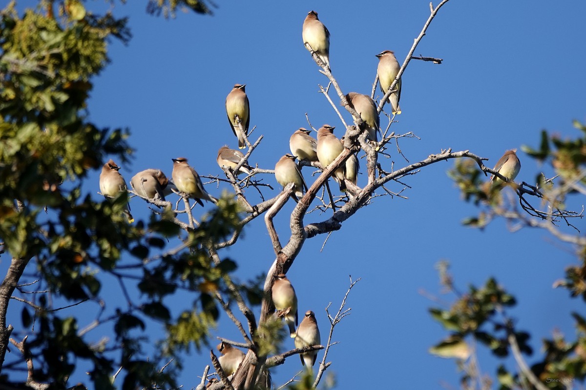 Cedar Waxwing - Steve Neely