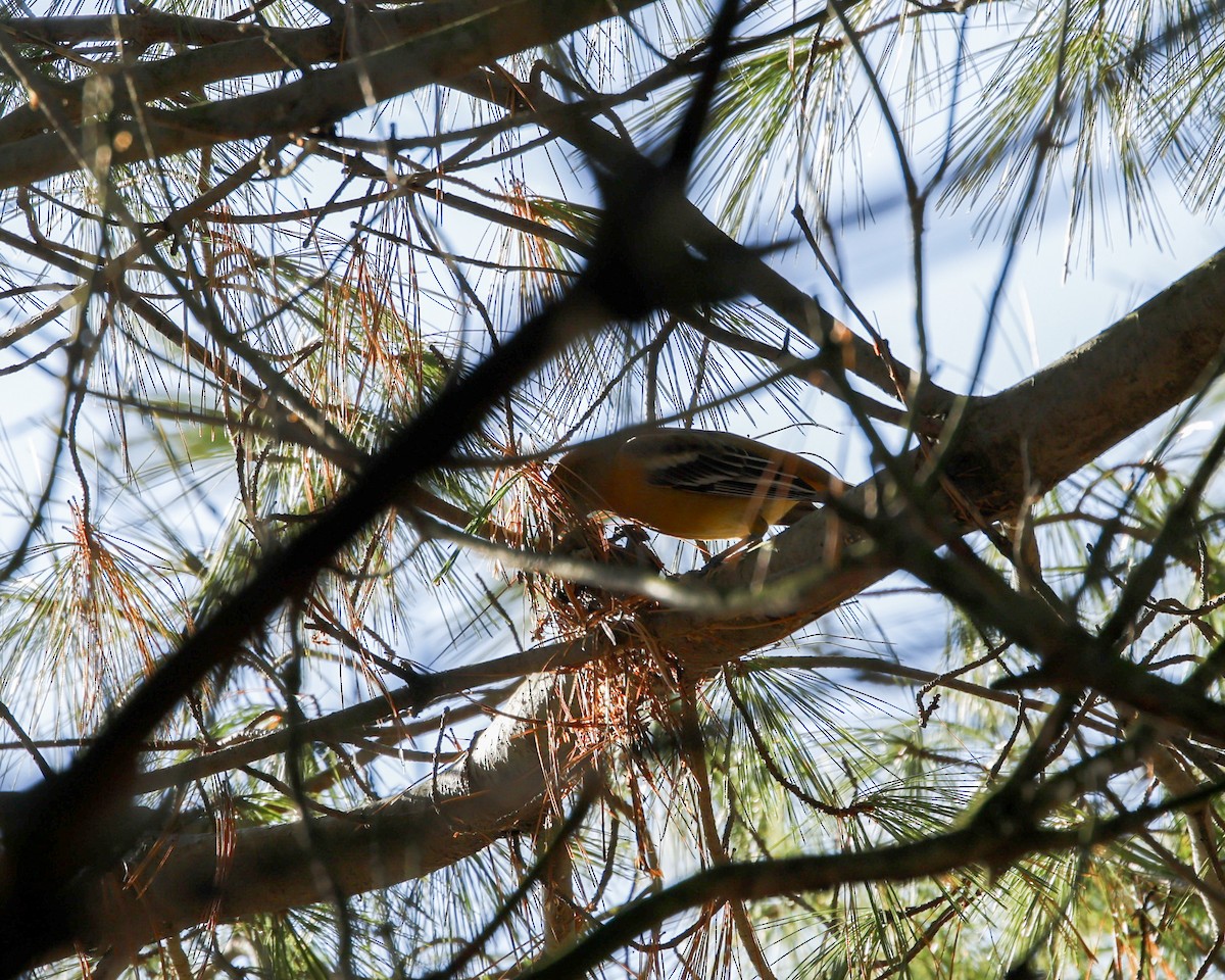 Baltimore Oriole - ML616256979