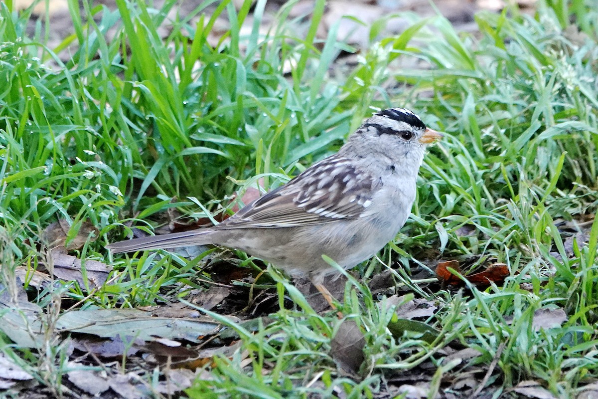 White-crowned Sparrow - ML616256990