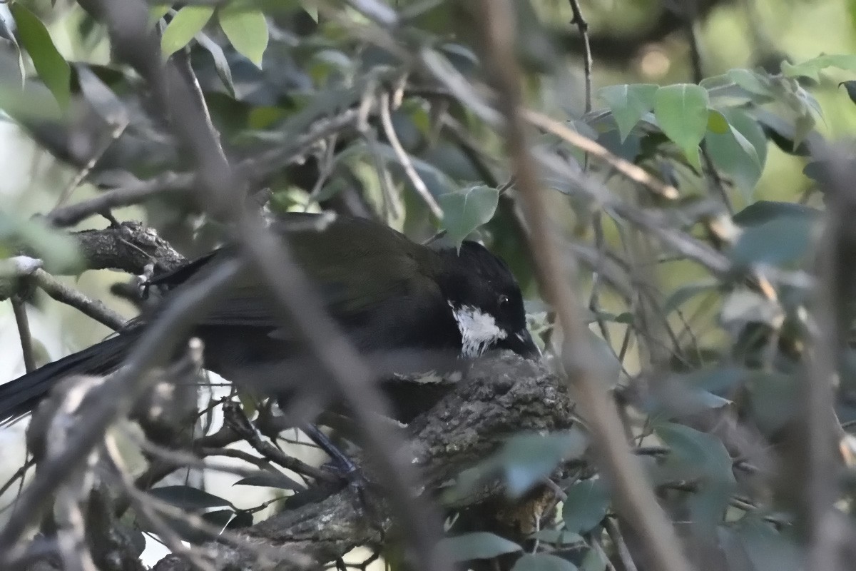 Eastern Whipbird - ML616257008