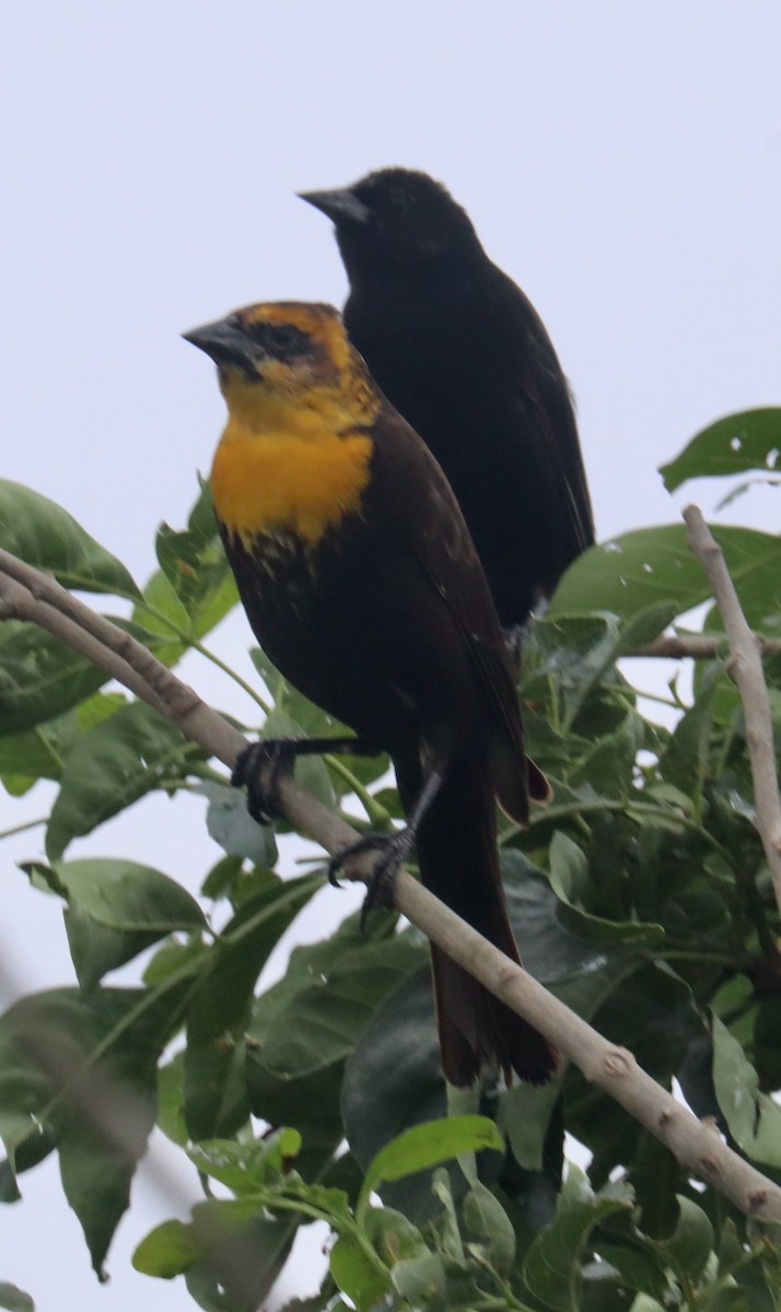 Yellow-headed Blackbird - ML616257022
