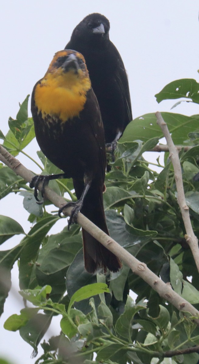 Yellow-headed Blackbird - ML616257031