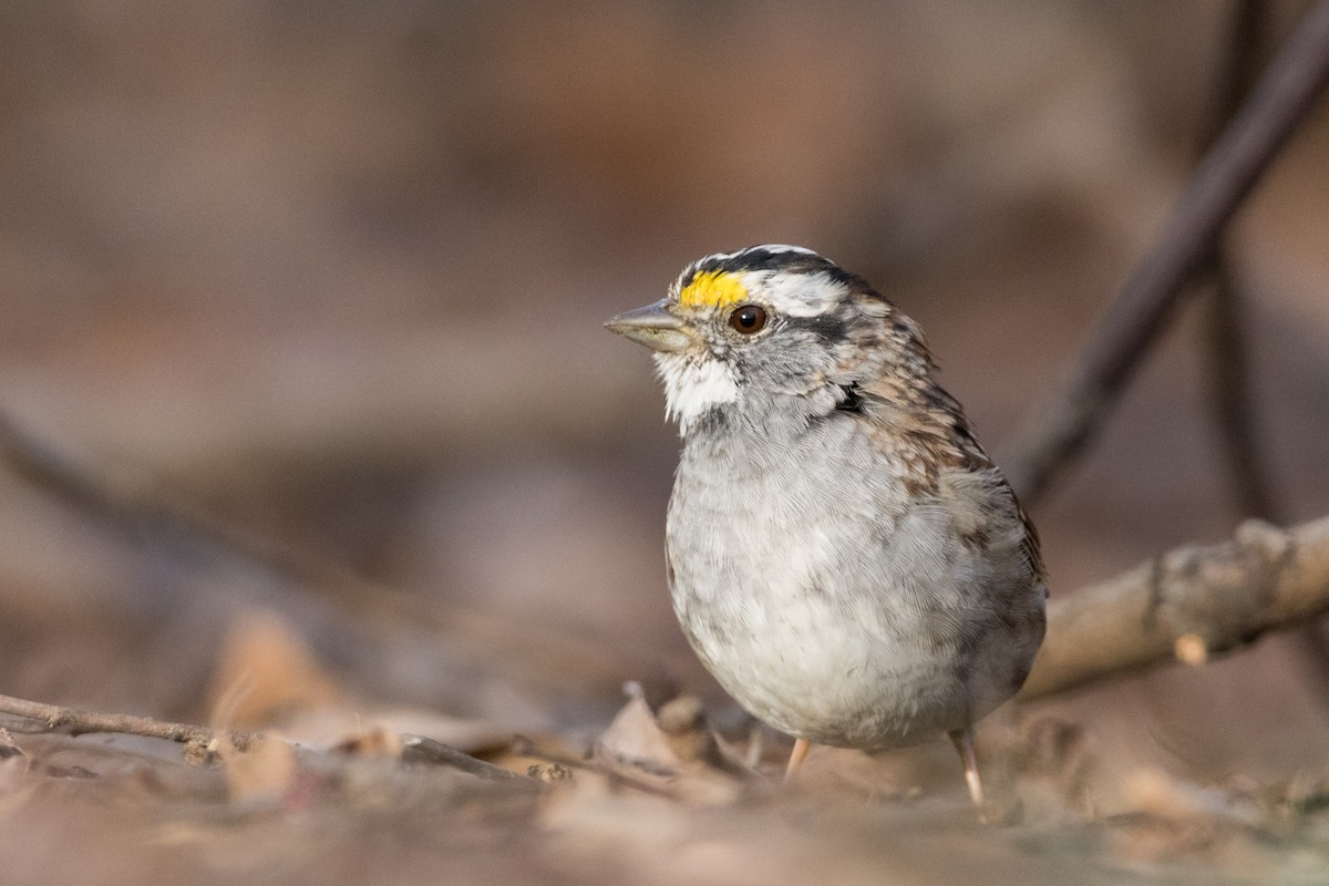 White-throated Sparrow - ML616257062