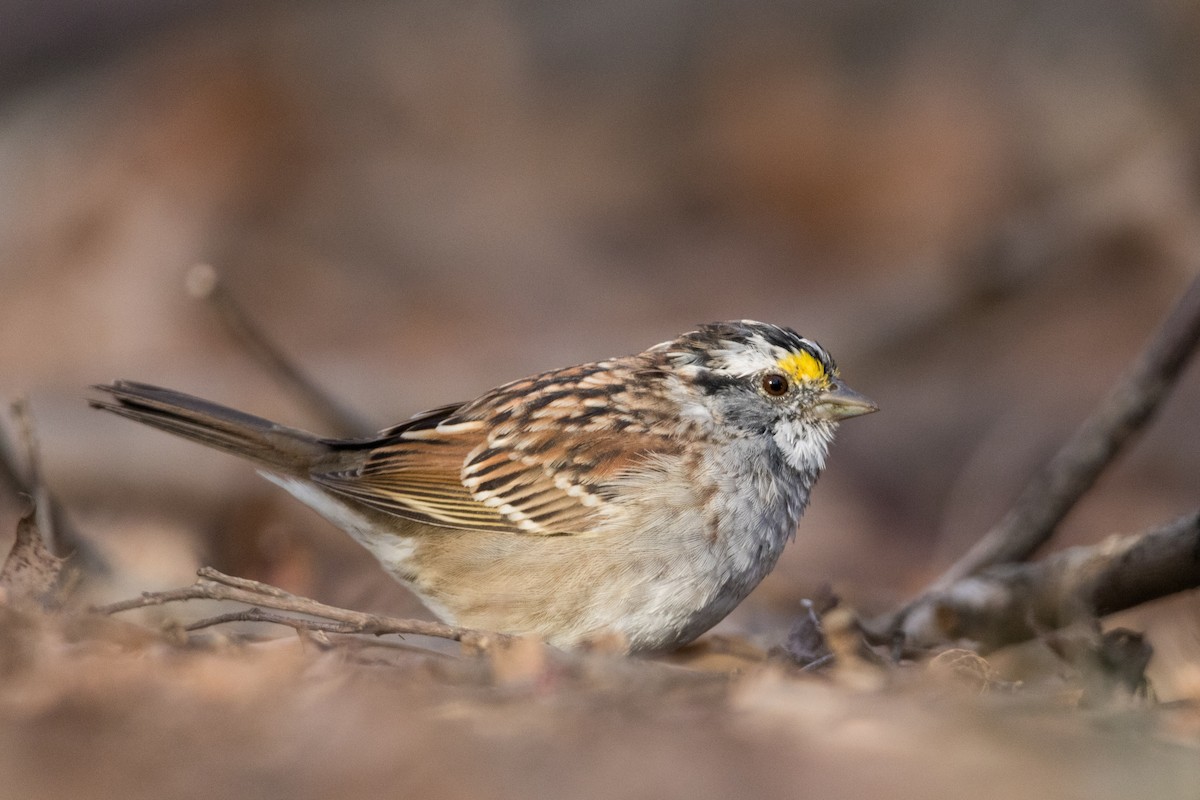 White-throated Sparrow - ML616257063