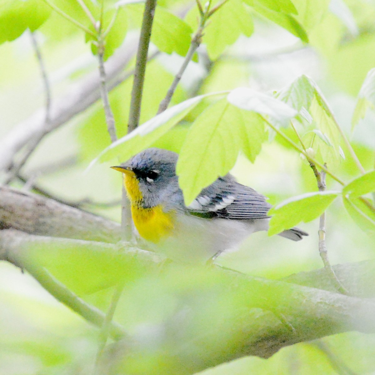 Northern Parula - ML616257074