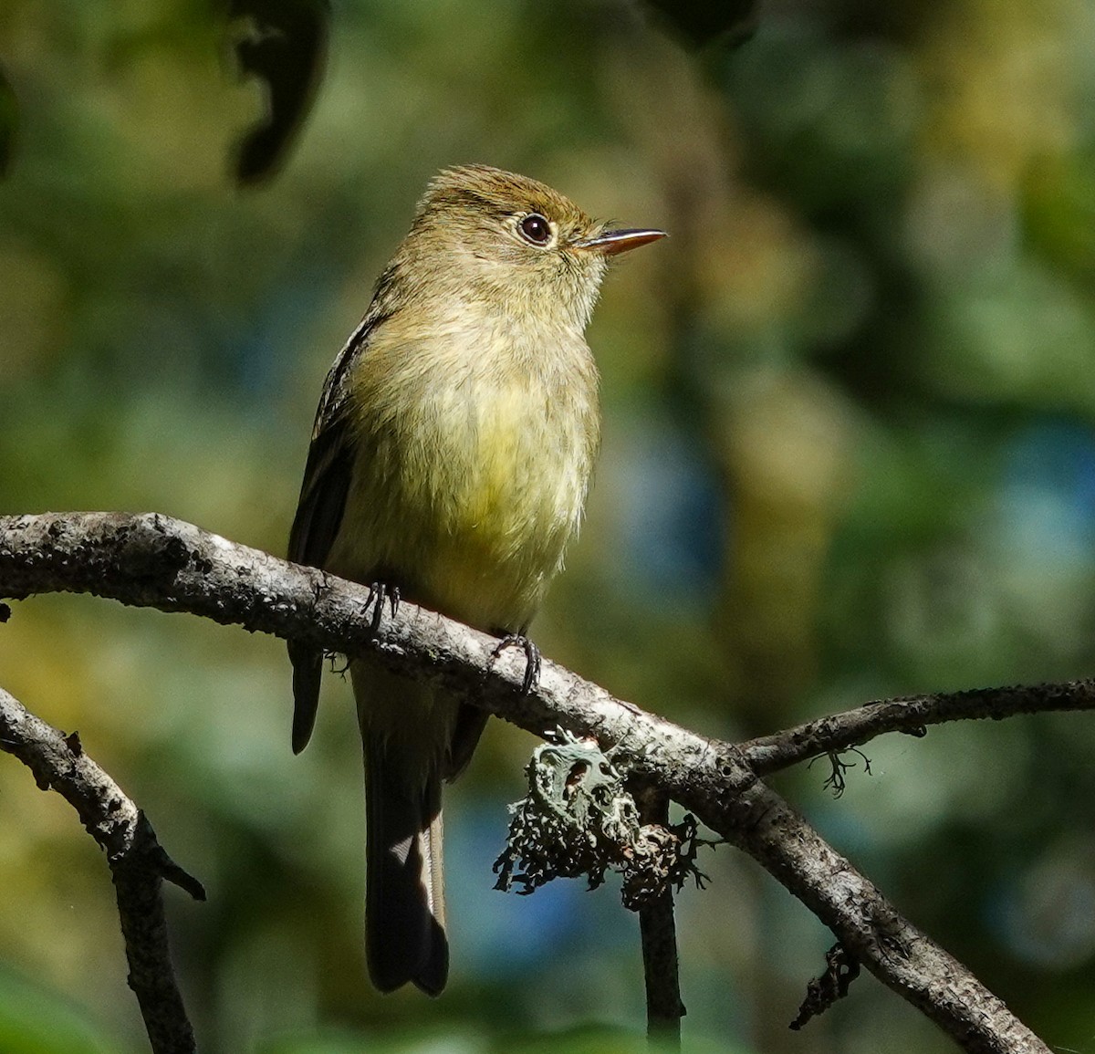 Western Flycatcher (Pacific-slope) - Eunice Schroeder