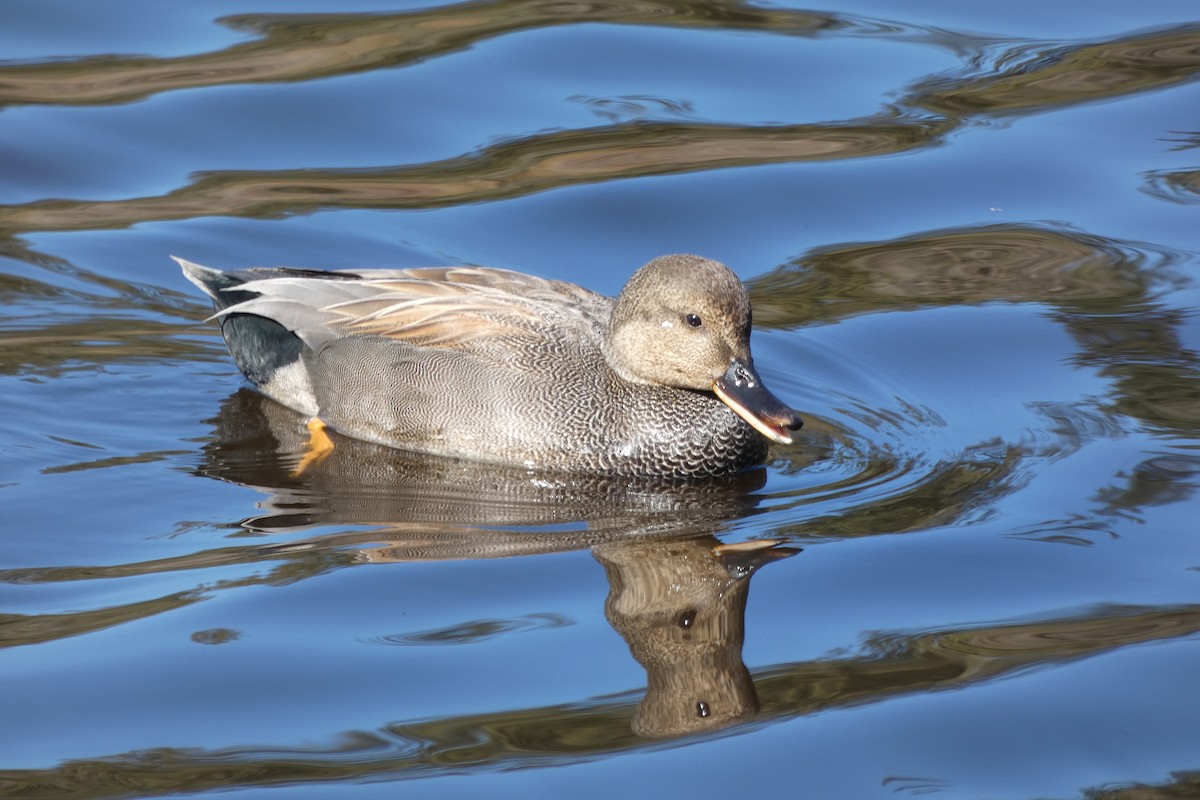 Gadwall - Andrew & Karen Westerhof