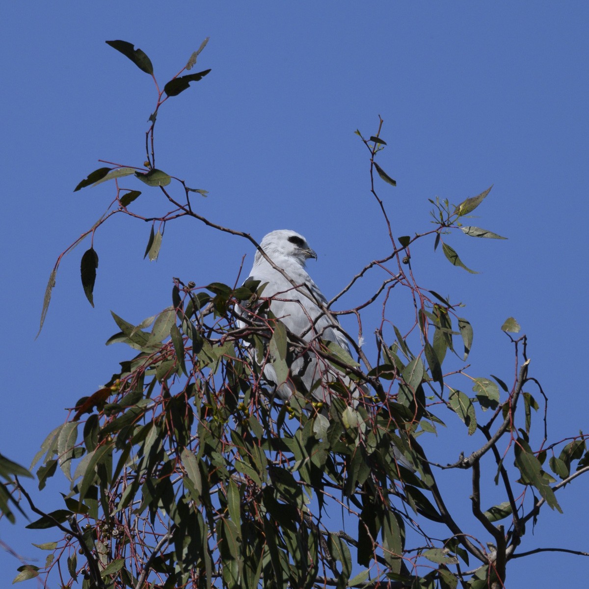 White-tailed Kite - ML616257167
