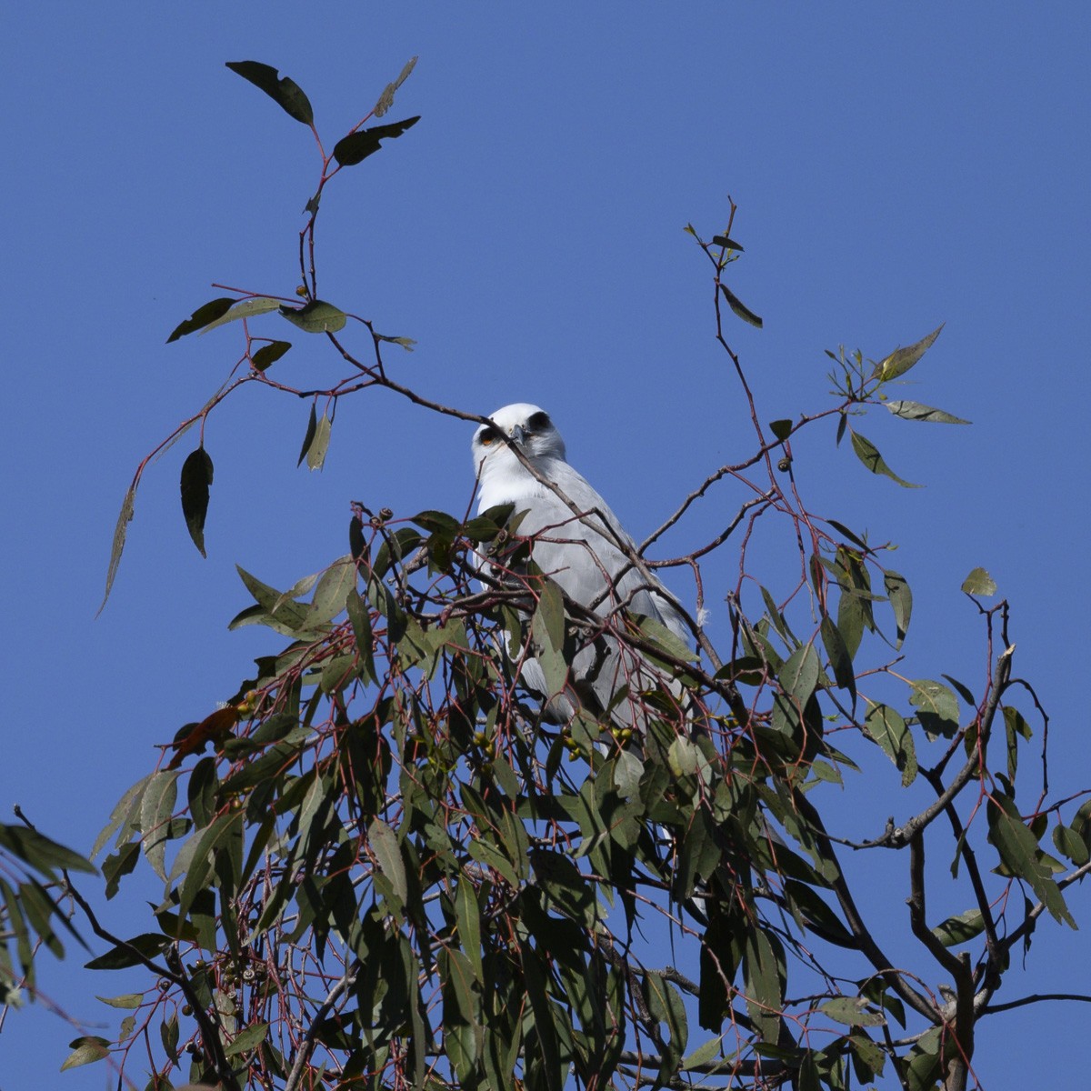 White-tailed Kite - ML616257168