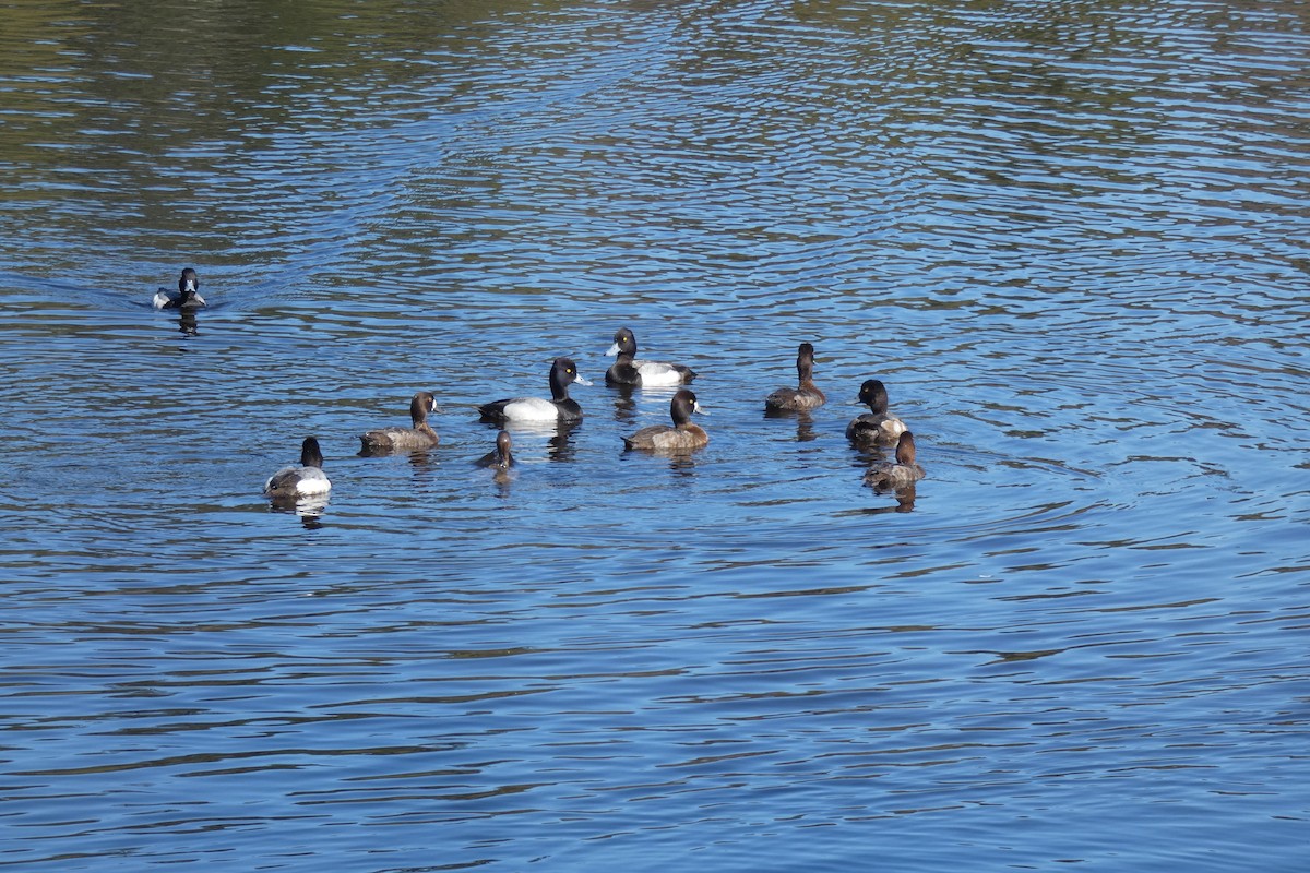 Lesser Scaup - Andrew & Karen Westerhof