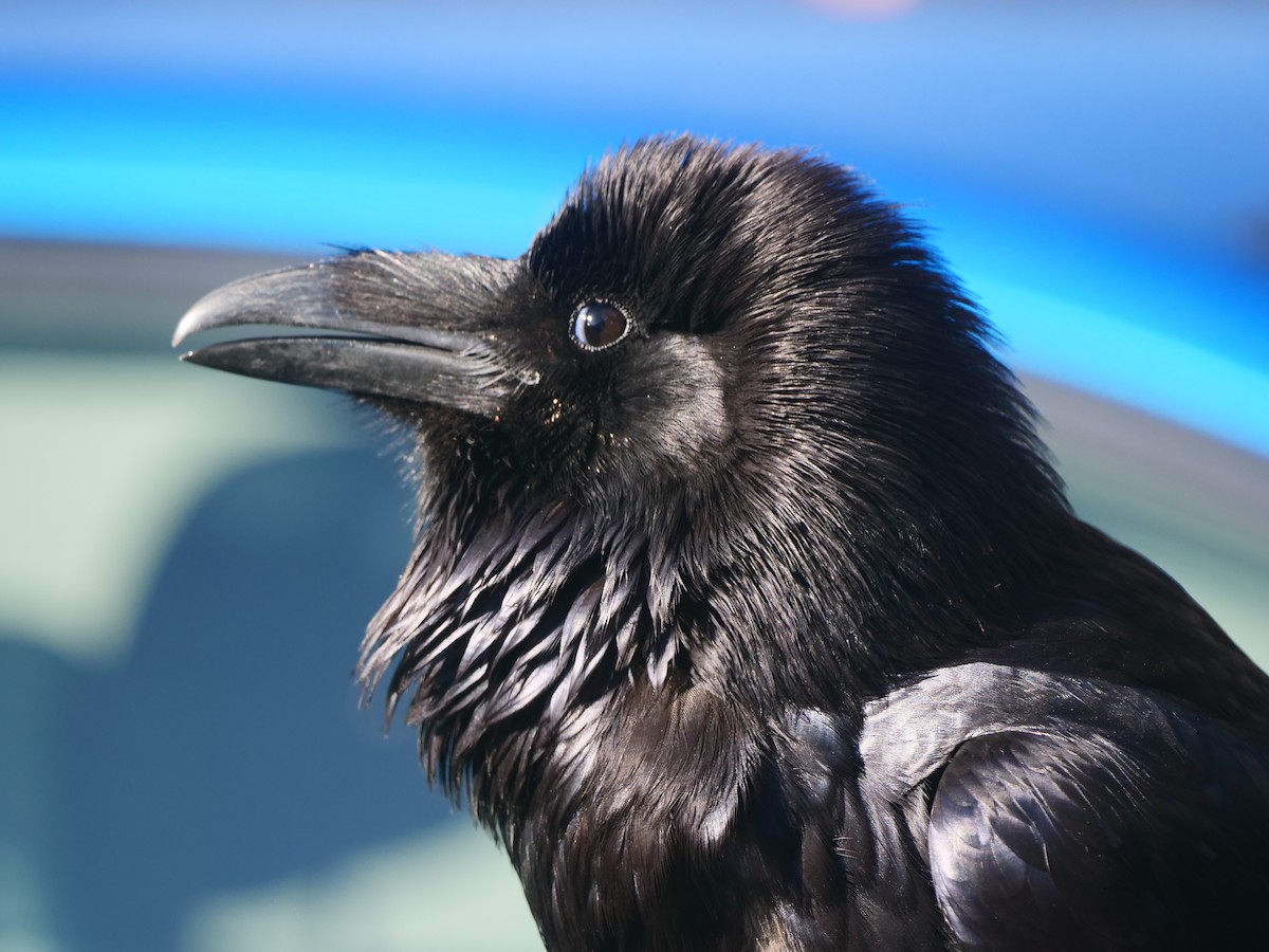 Common Raven - ML616257236