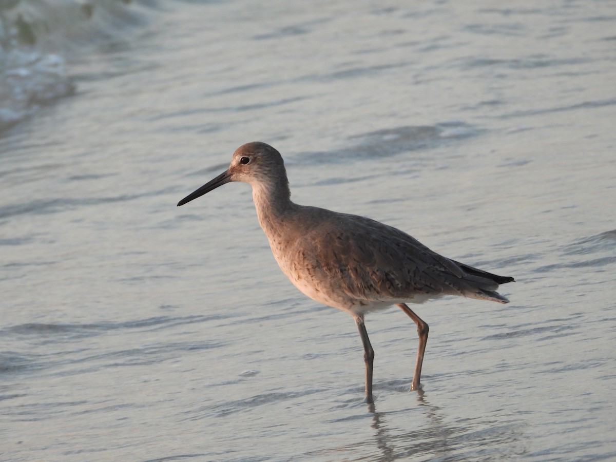 Willet - ML616257247