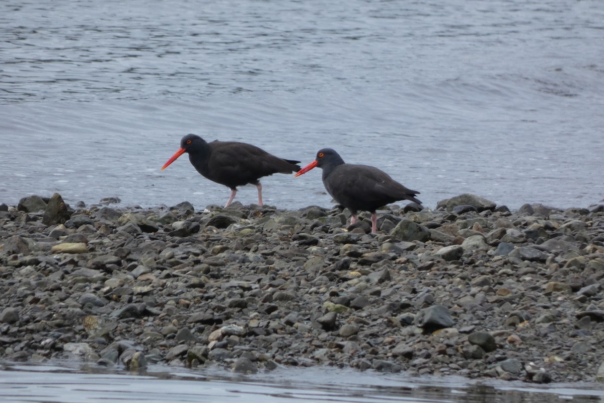 Black Oystercatcher - ML616257276