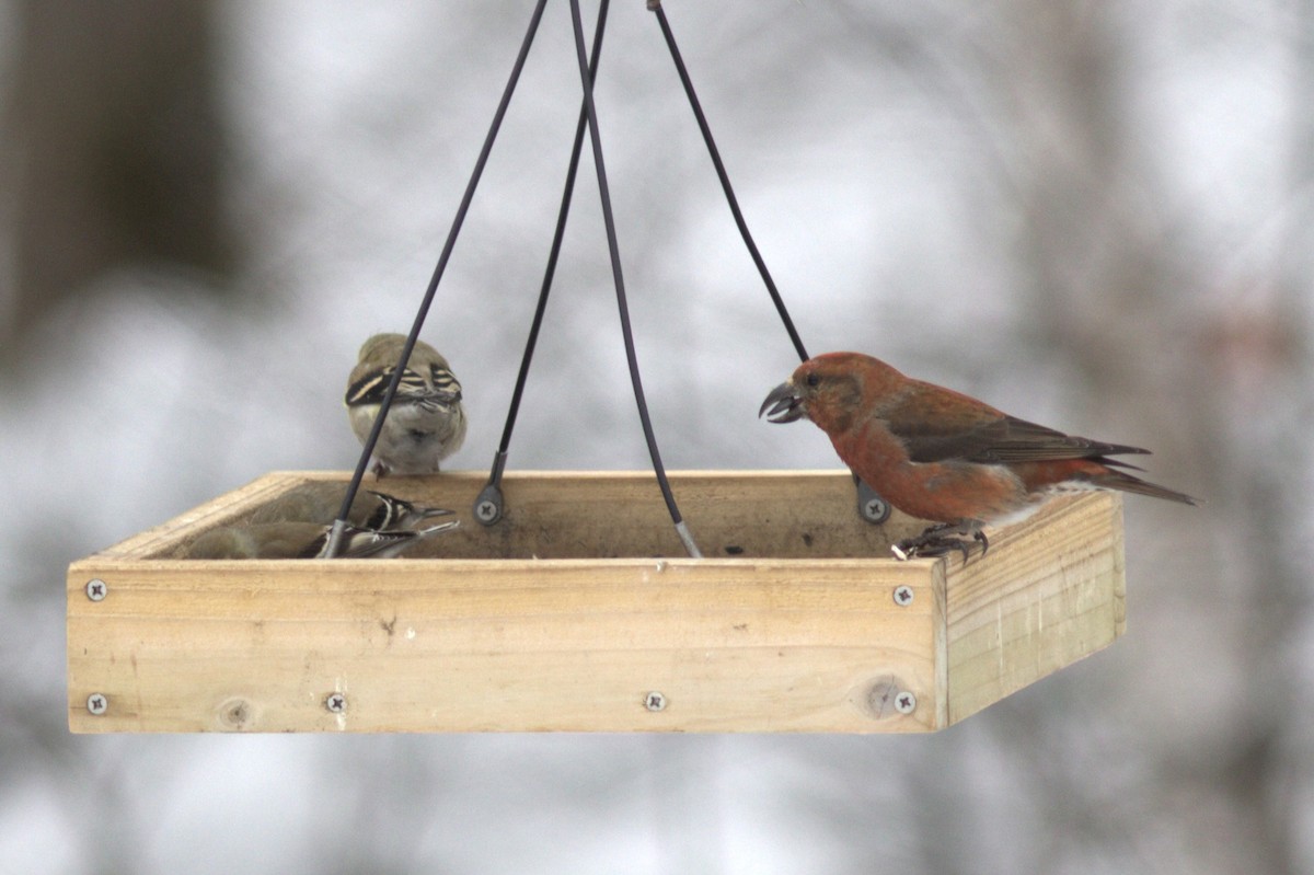 Red Crossbill - Mary Powers