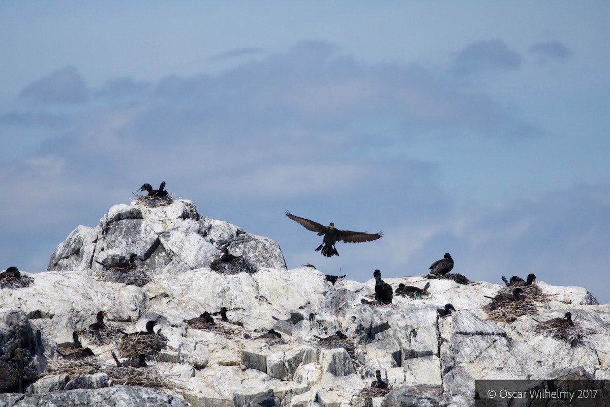 Double-crested Cormorant - ML61625731