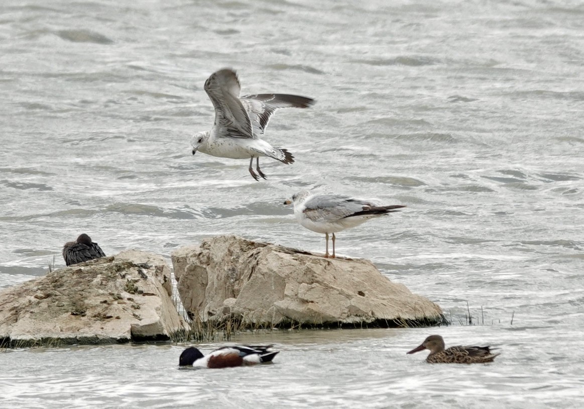 Ring-billed Gull - ML616257329