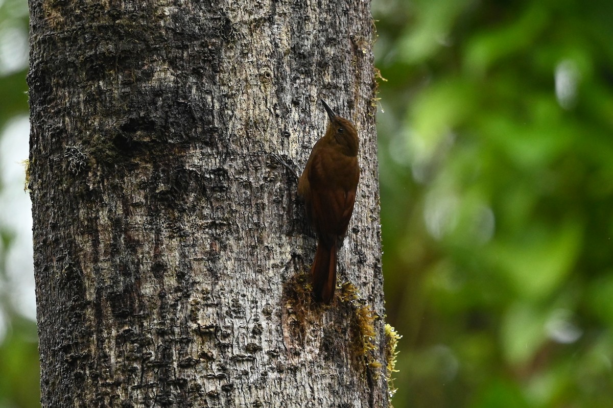 Tyrannine Woodcreeper - Dan O'Brien