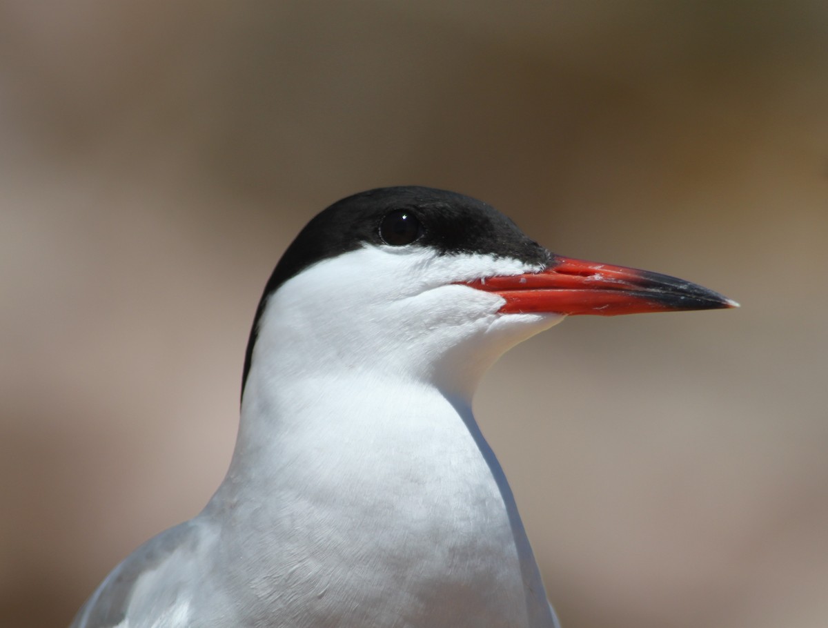 Common Tern - ML616257379