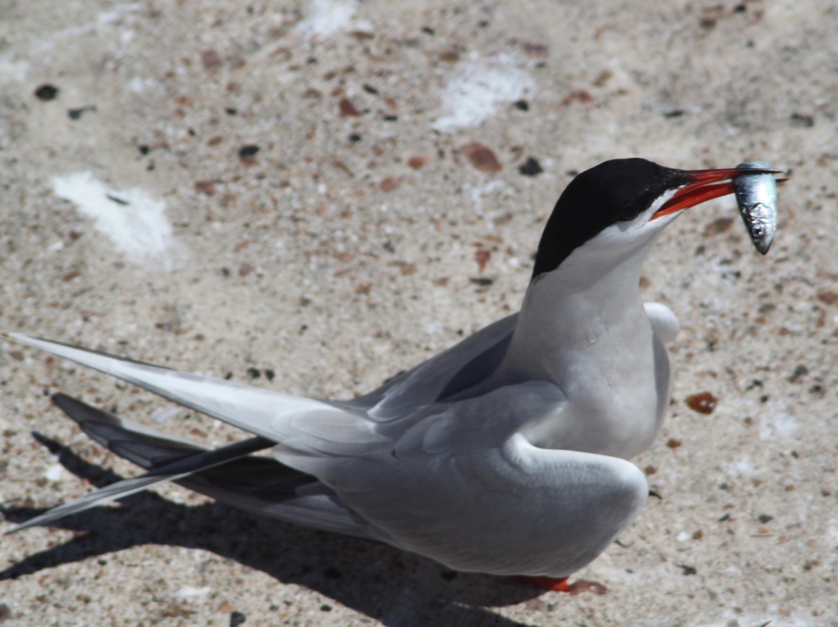 Common Tern - ML616257381
