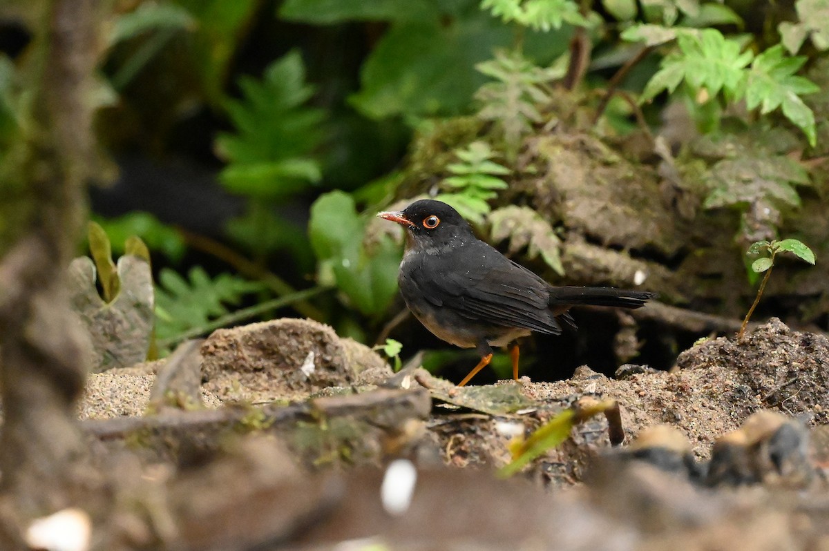 Slaty-backed Nightingale-Thrush (Slaty-backed) - ML616257384