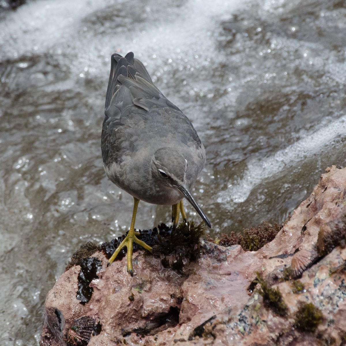 Wandering Tattler - ML616257386