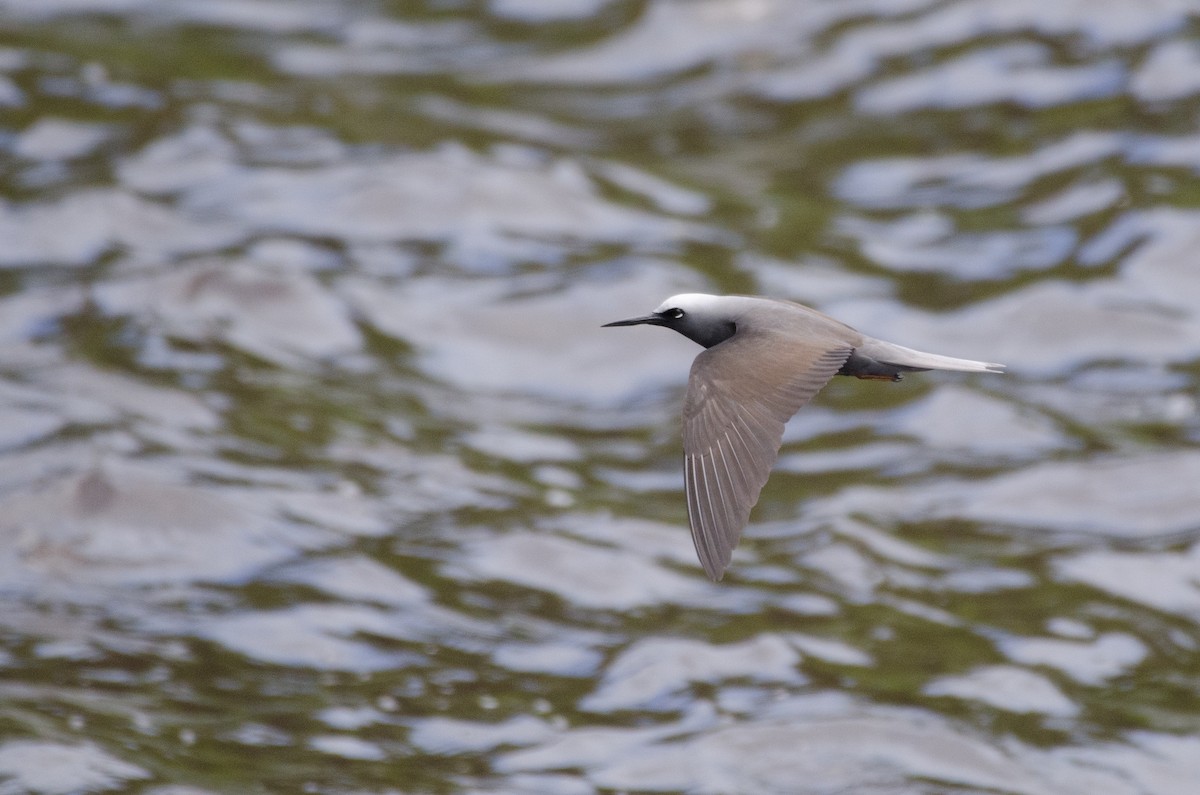 Black Noddy - ML616257397