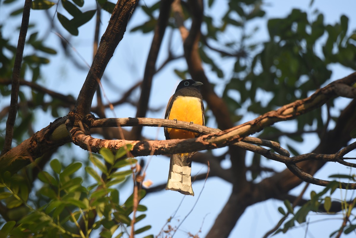 Trogon à tête noire - ML616257427