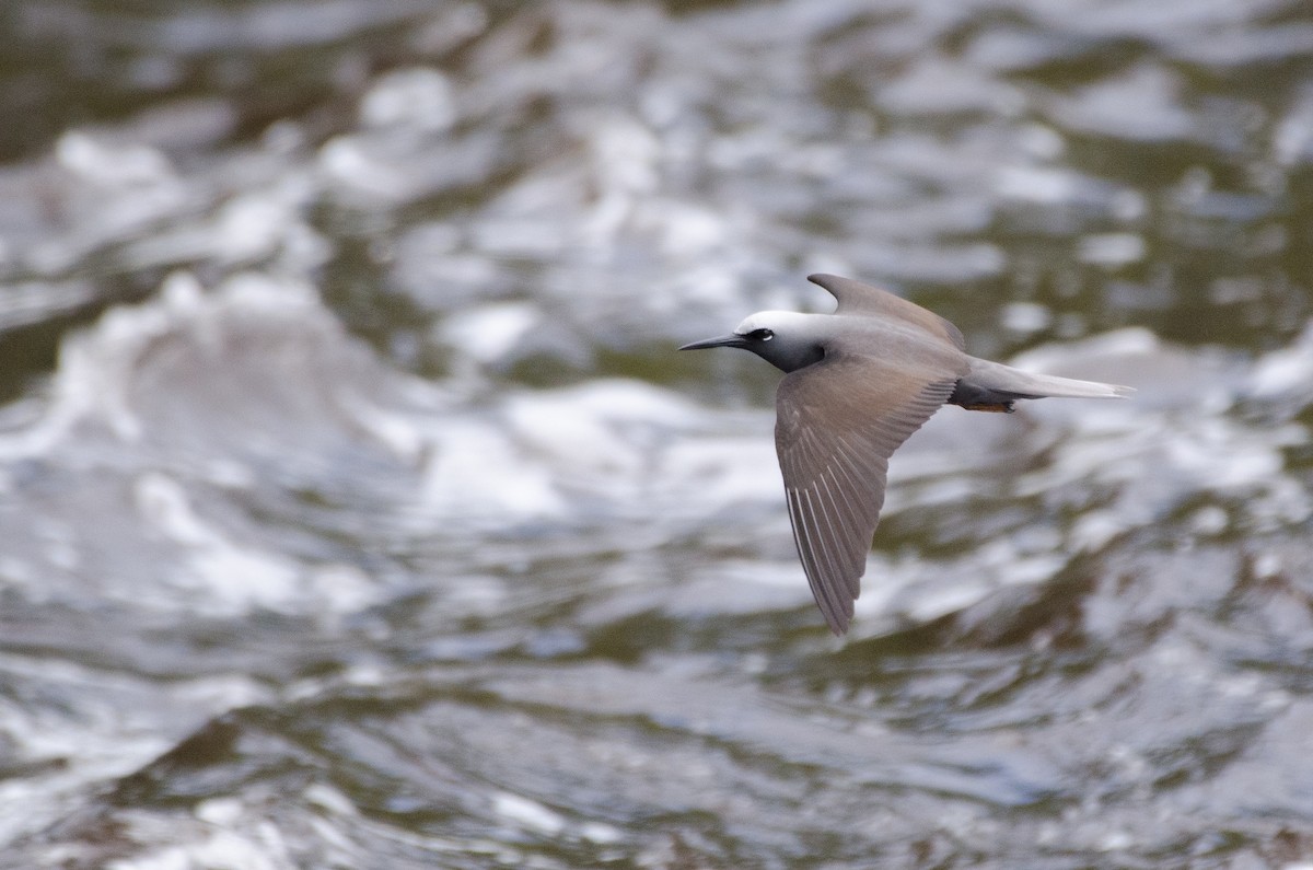 Black Noddy - Christian  Reynolds